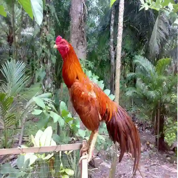 Tips Mengatasi Ayam Stres Setelah Pindah Kandang